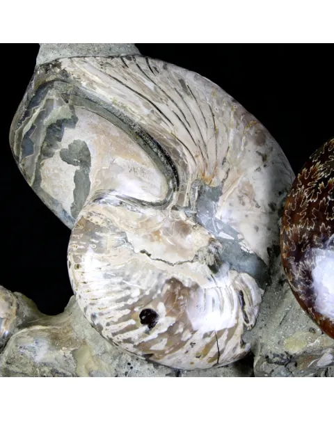 Ammoniti e Nautilus