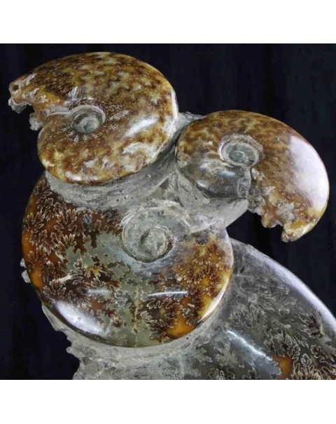Ammoniti e Nautilus