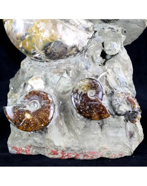 Ammoniti e Nautilus