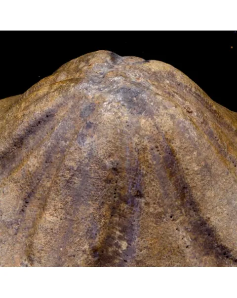 Clypeaster Campanulatus 