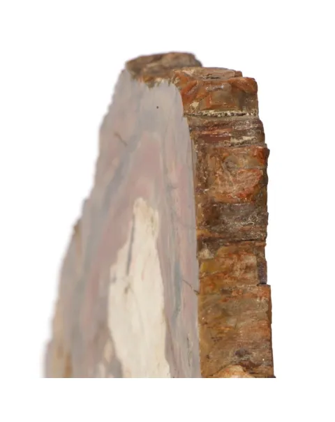 Legno di Auricaria Pietrificata su base