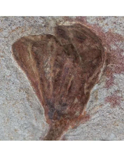 Lobolite