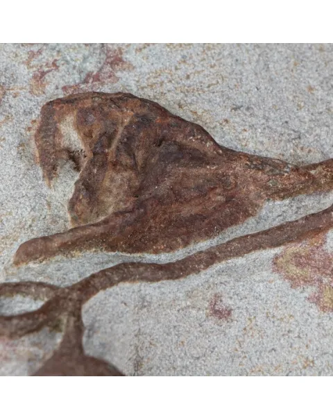 Lobolite