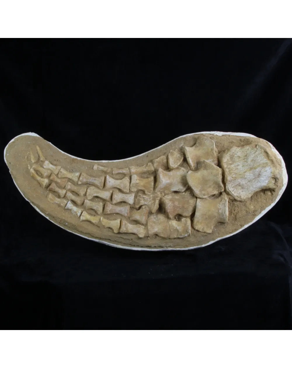 Mosasaurus 