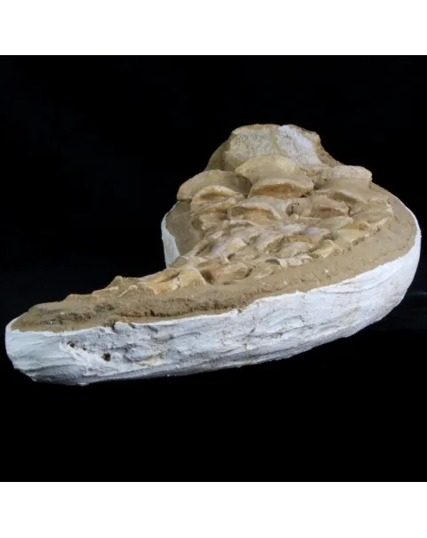 Mosasaurus 