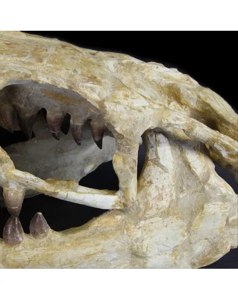 Cranio Fossile Mosasaurus