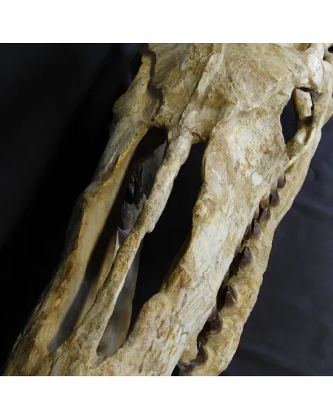 Cranio Fossile Mosasaurus