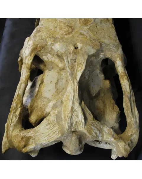 Cranio Fossile Mosasaurus