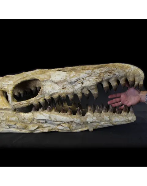 Cranio Fossile Mosasaurus
