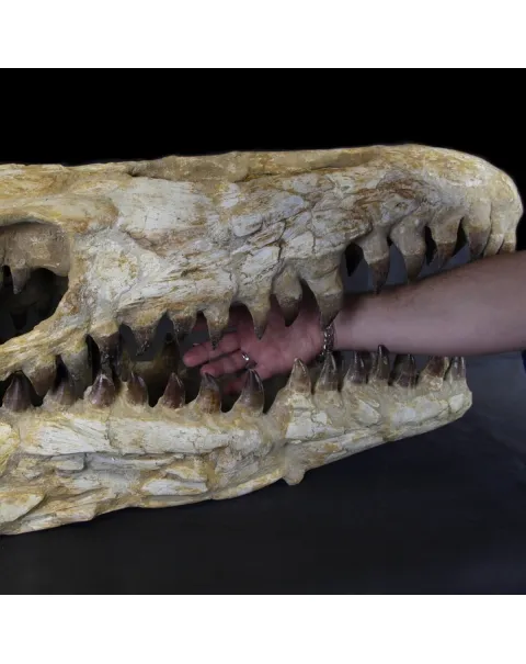 Cranio Fossile Mosasaurus