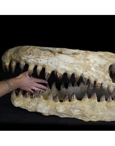 Cranio Fossile Mosasaurus