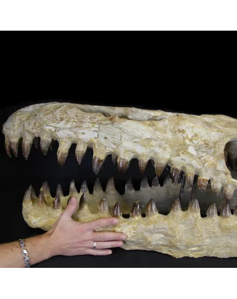 Cranio Fossile Mosasaurus