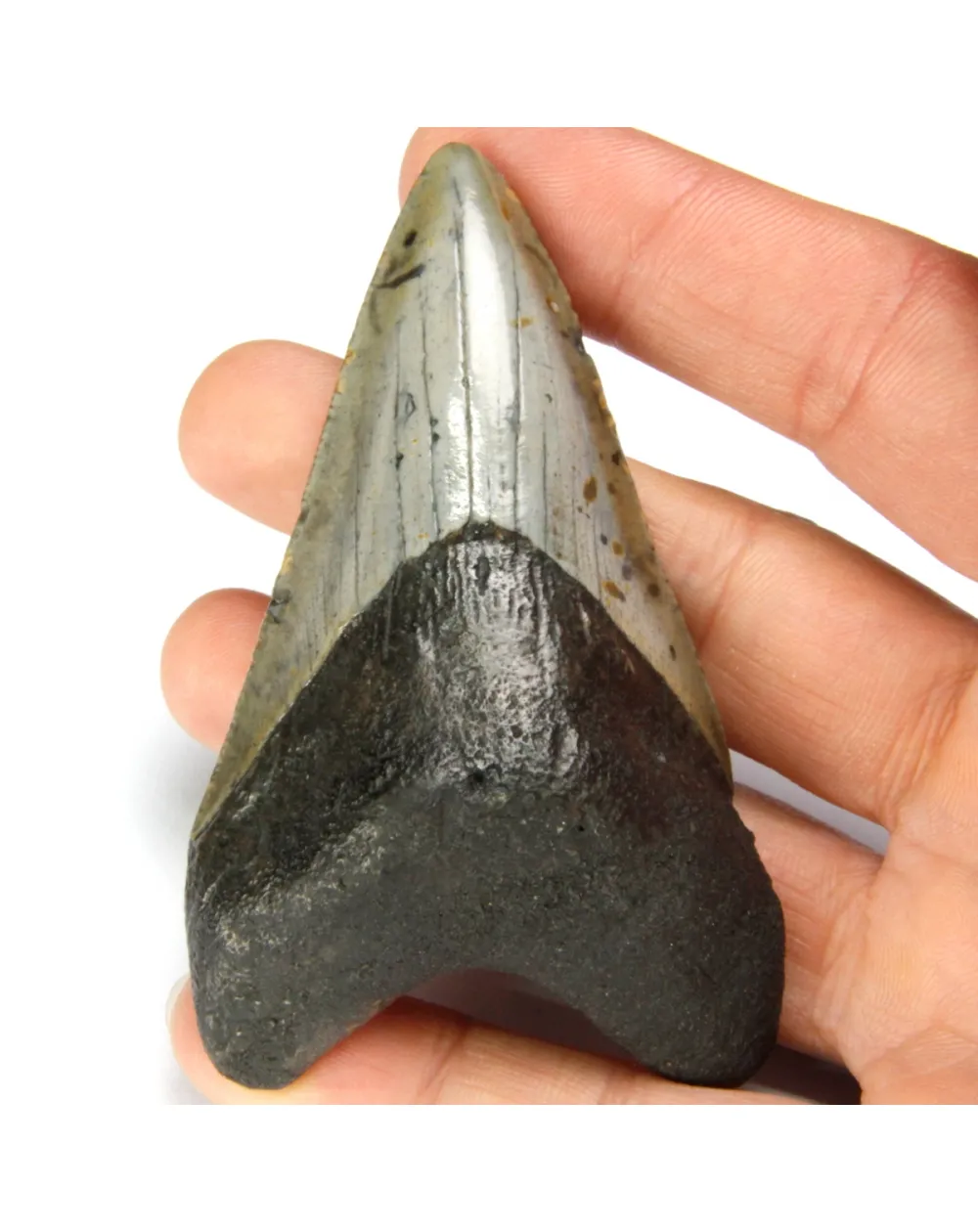 Dente di Megalodonte