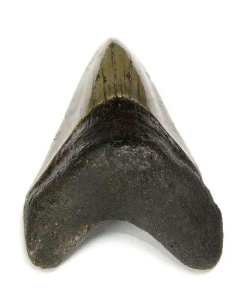 Dente di Megalodonte