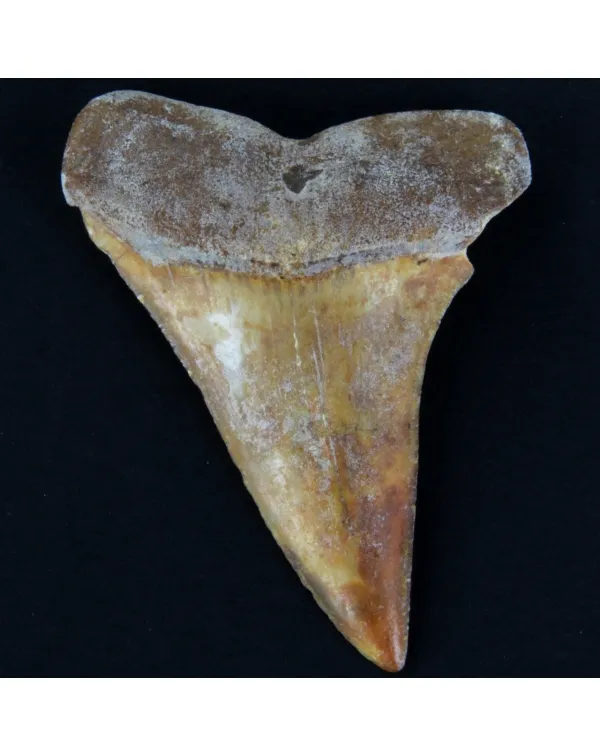 Dente Fossile di Squalo Estinto - Mako Hastalis