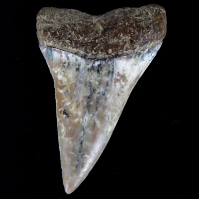 Dente Fossile di Squalo Estinto - Mako Hastalis