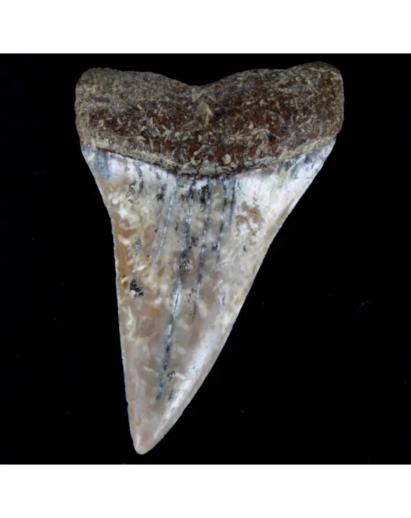 Dente Fossile di Squalo Estinto - Mako Hastalis