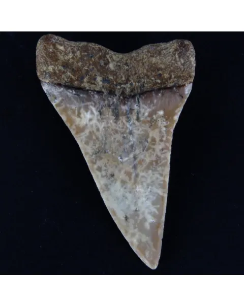 Dente Fossile di Squalo Estinto - Mako Hastalis