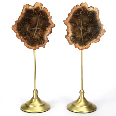 Lastre Legno Fossile