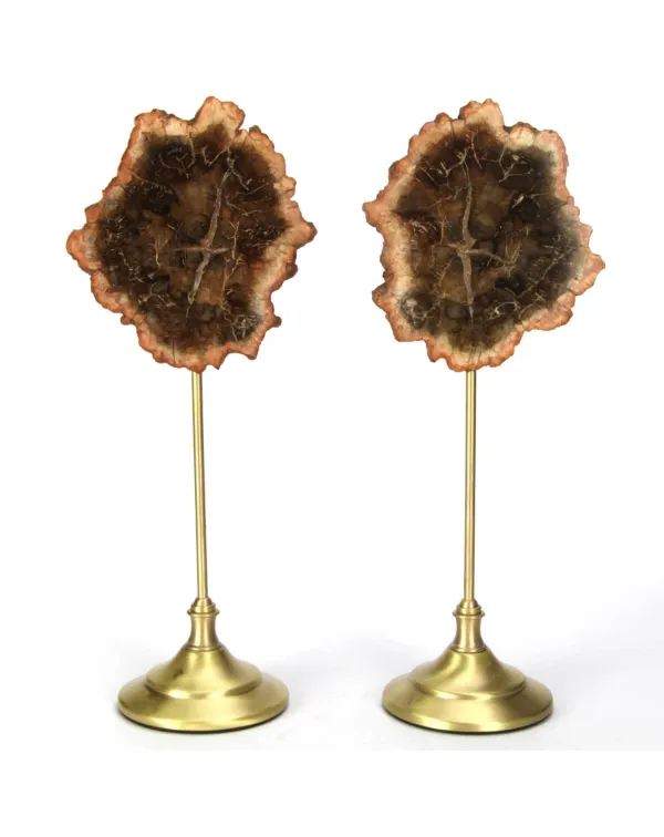 Lastre Legno Fossile