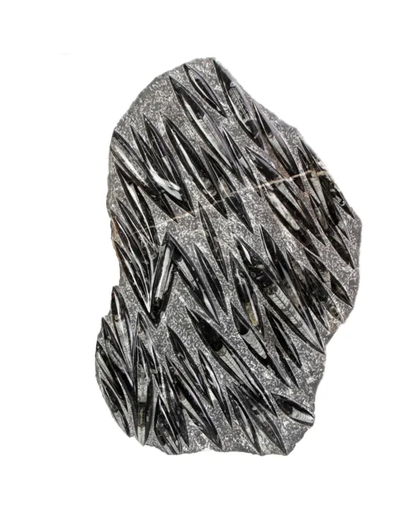Lastra con Orthoceras Fossili