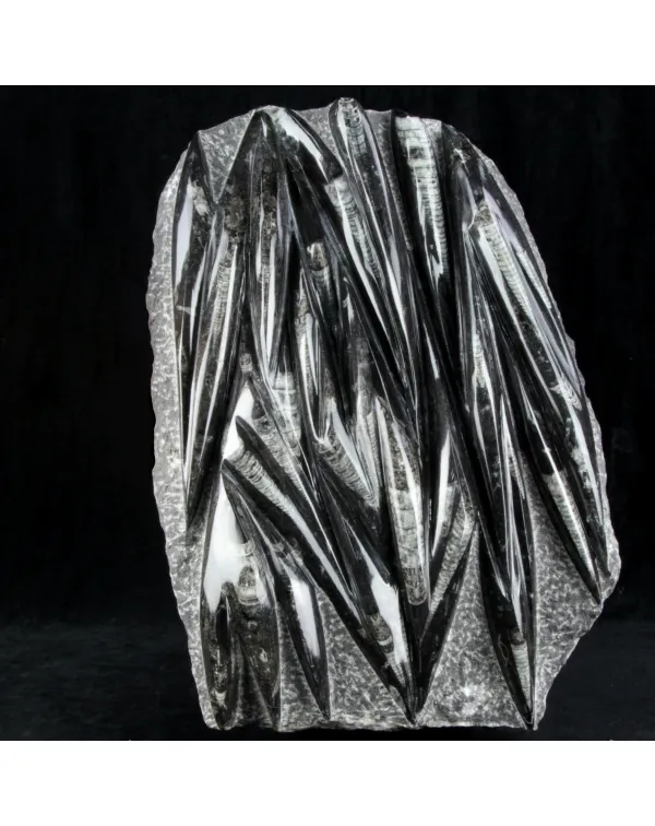 Lastra con Orthoceras Fossili