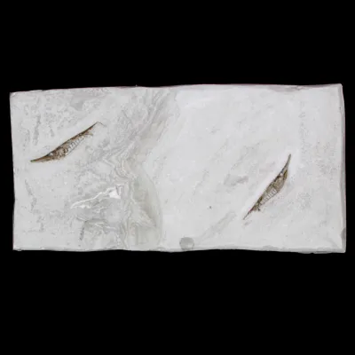 Fistularioides Fossili su Lastra