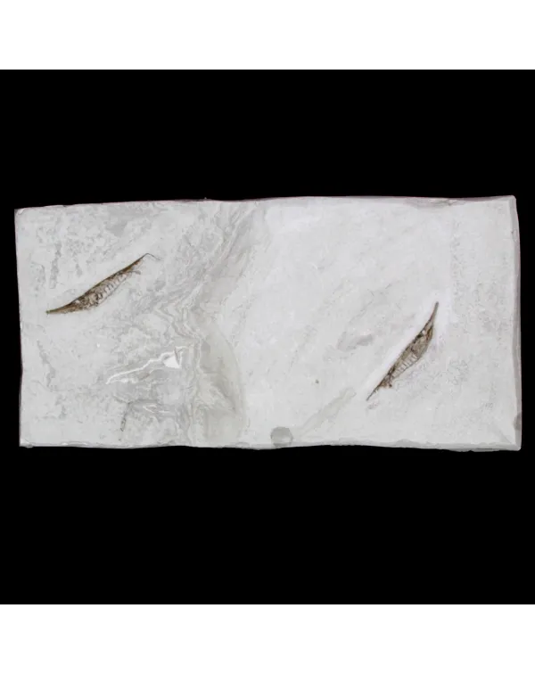 Fistularioides Fossili su Lastra