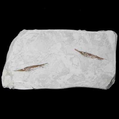 Fistularioides Fossili su Lastra