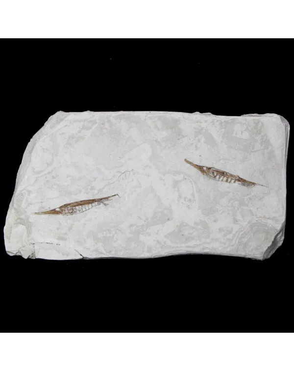 Fistularioides Fossili su Lastra