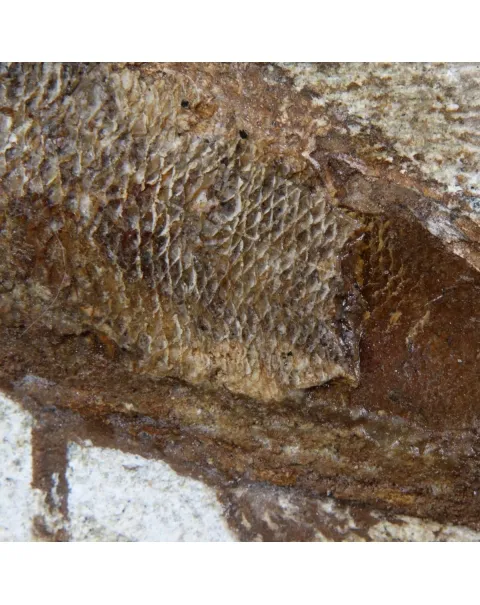 Rhacolepis Buccalis Fossili