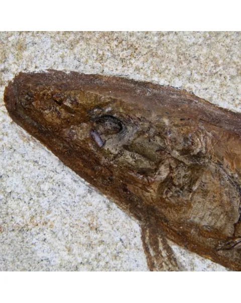 Rhacolepis Buccalis Fossili