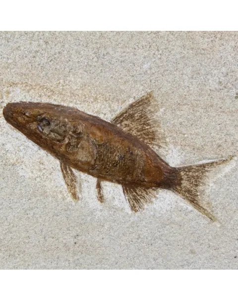 Rhacolepis Buccalis Fossili