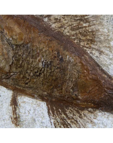 Rhacolepis Buccalis Fossili
