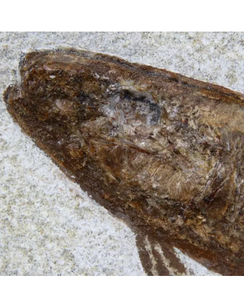 Rhacolepis Buccalis Fossili
