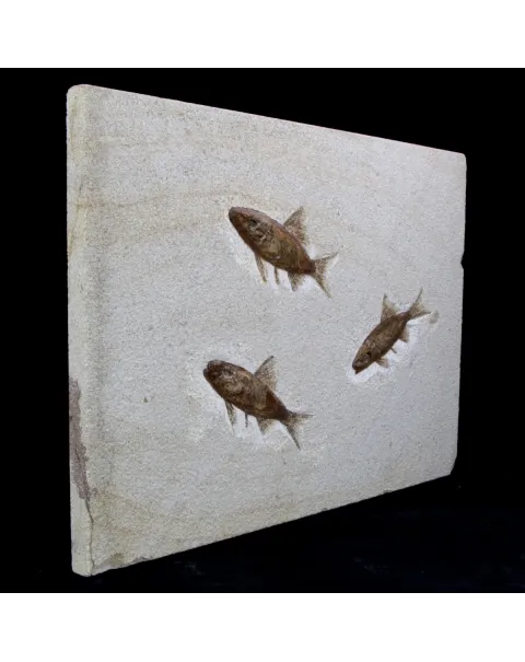 Rhacolepis Buccalis Fossili