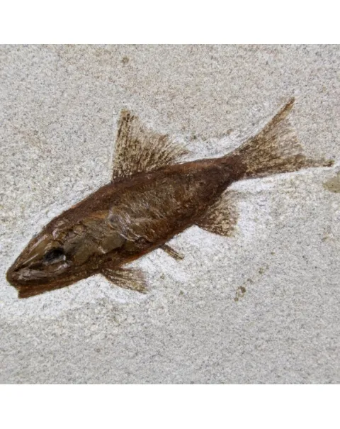 Rhacolepis Buccalis Fossili