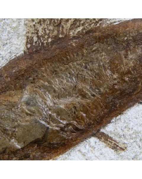 Rhacolepis Buccalis Fossili