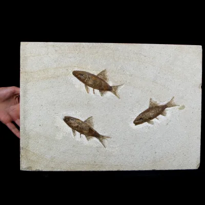 Rhacolepis Buccalis Fossili