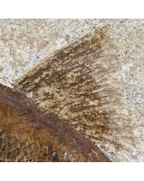 Rhacolepis Buccalis Fossili