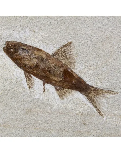 Rhacolepis Buccalis Fossili