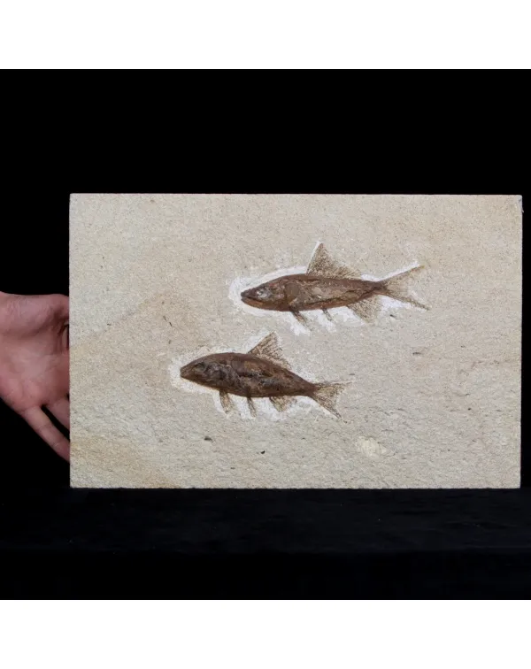 Rhacolepis Buccalis Fossili