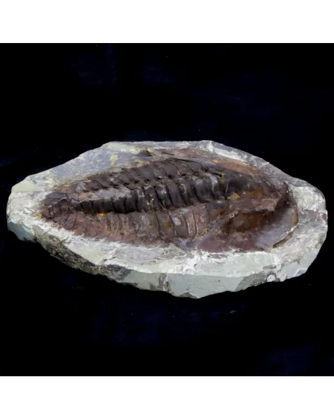 Cambropallas Telesto Geyer