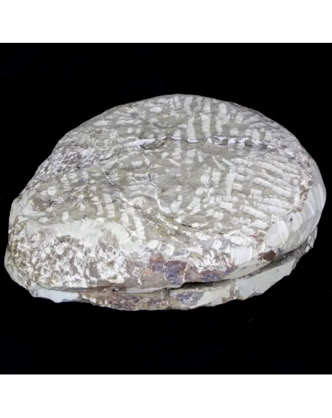 Cambropallas Telesto Geyer