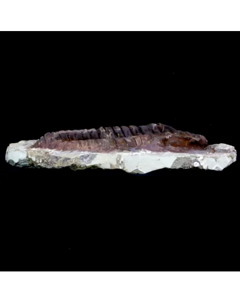 Cambropallas Telesto Geyer