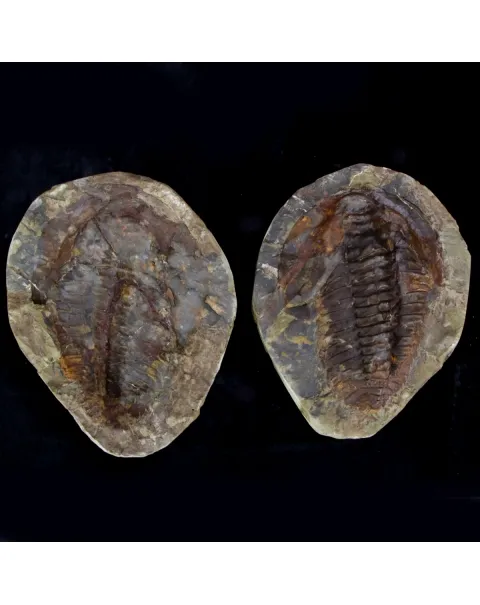 Cambropallas Telesto Geyer