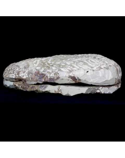 Cambropallas Telesto Geyer