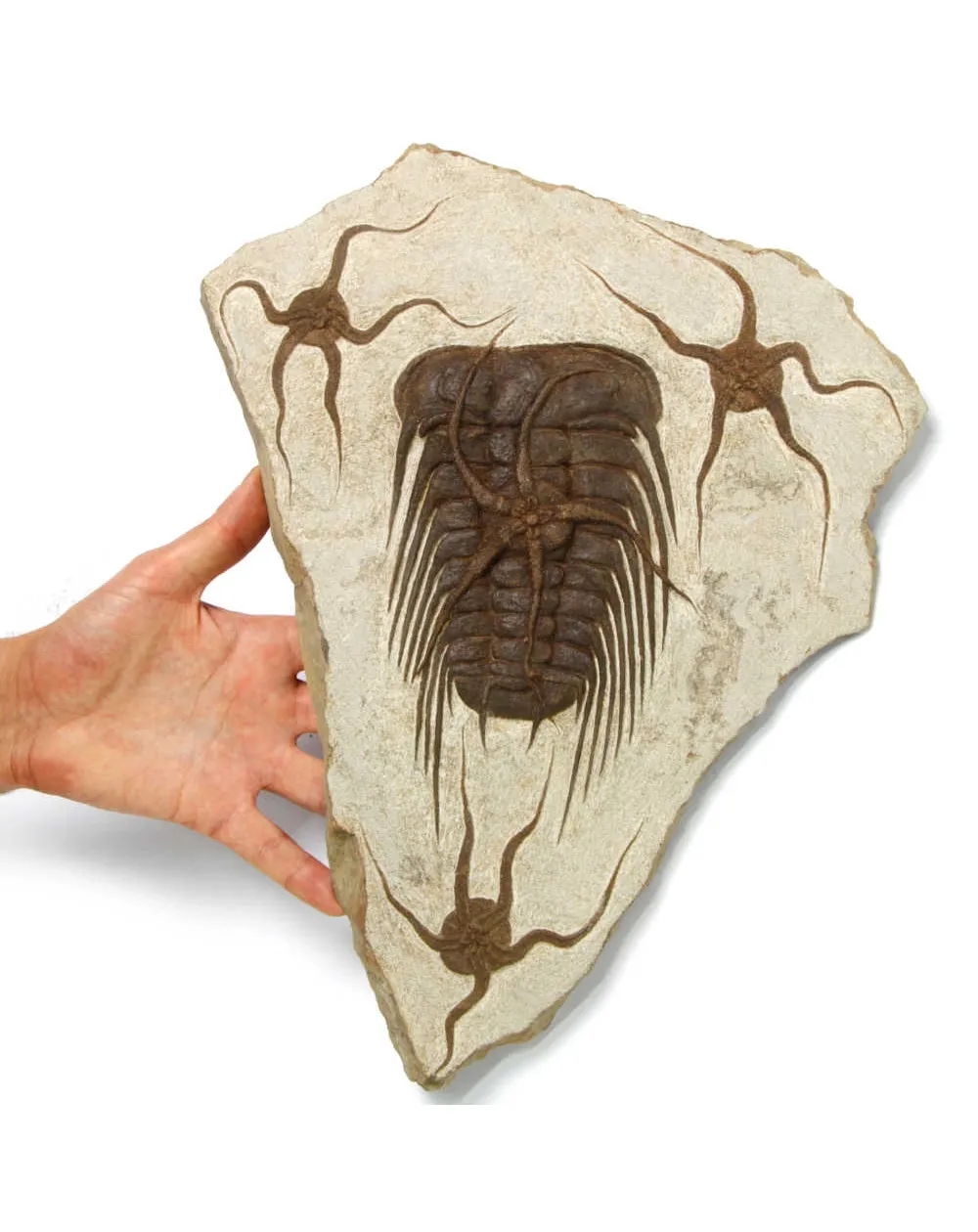 Trilobite Selenopeltis e Ophiura