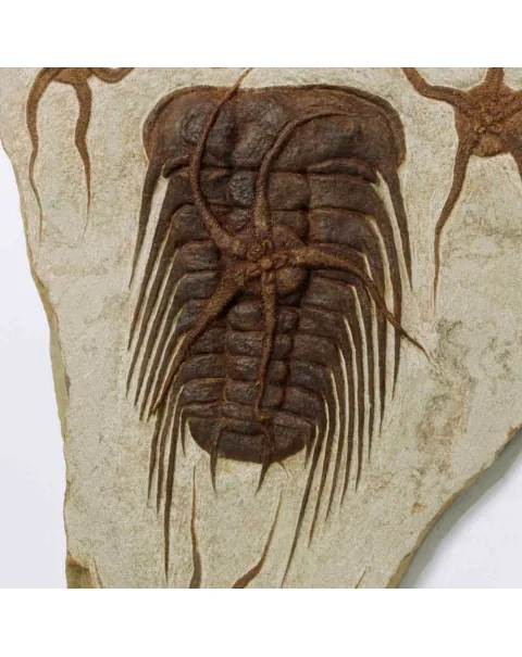 Trilobite Selenopeltis e Ophiura
