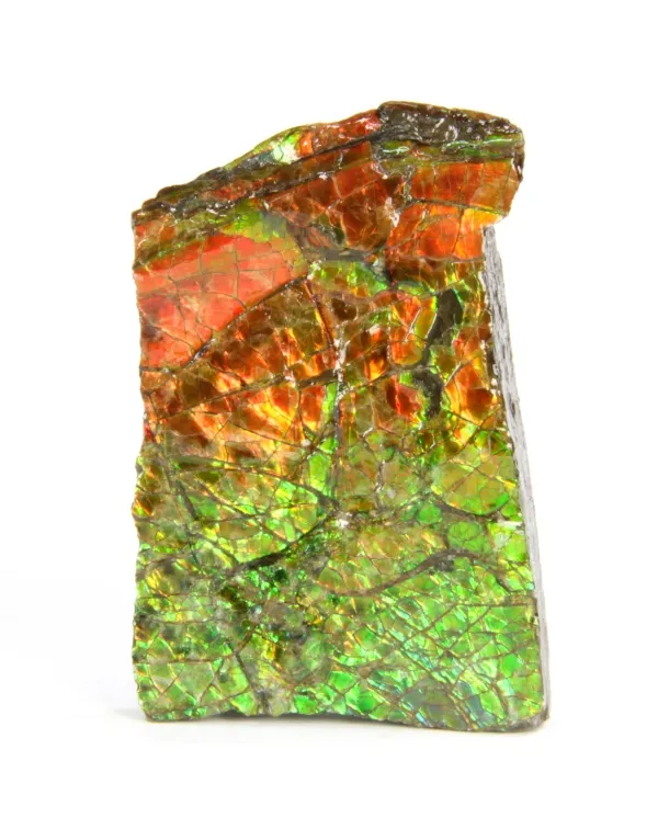 Ammolite